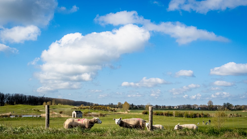 herd of sheep on green grass field under white clouds and blue sky during daytime