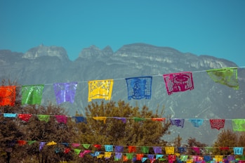 purple and yellow flowers near mountain during daytime