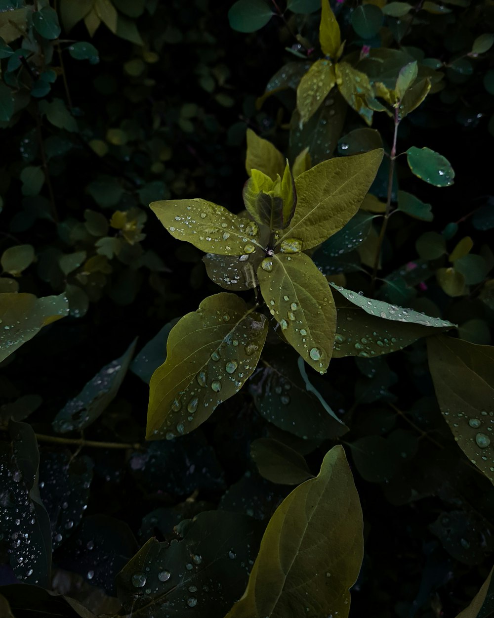 foglie verdi con goccioline d'acqua