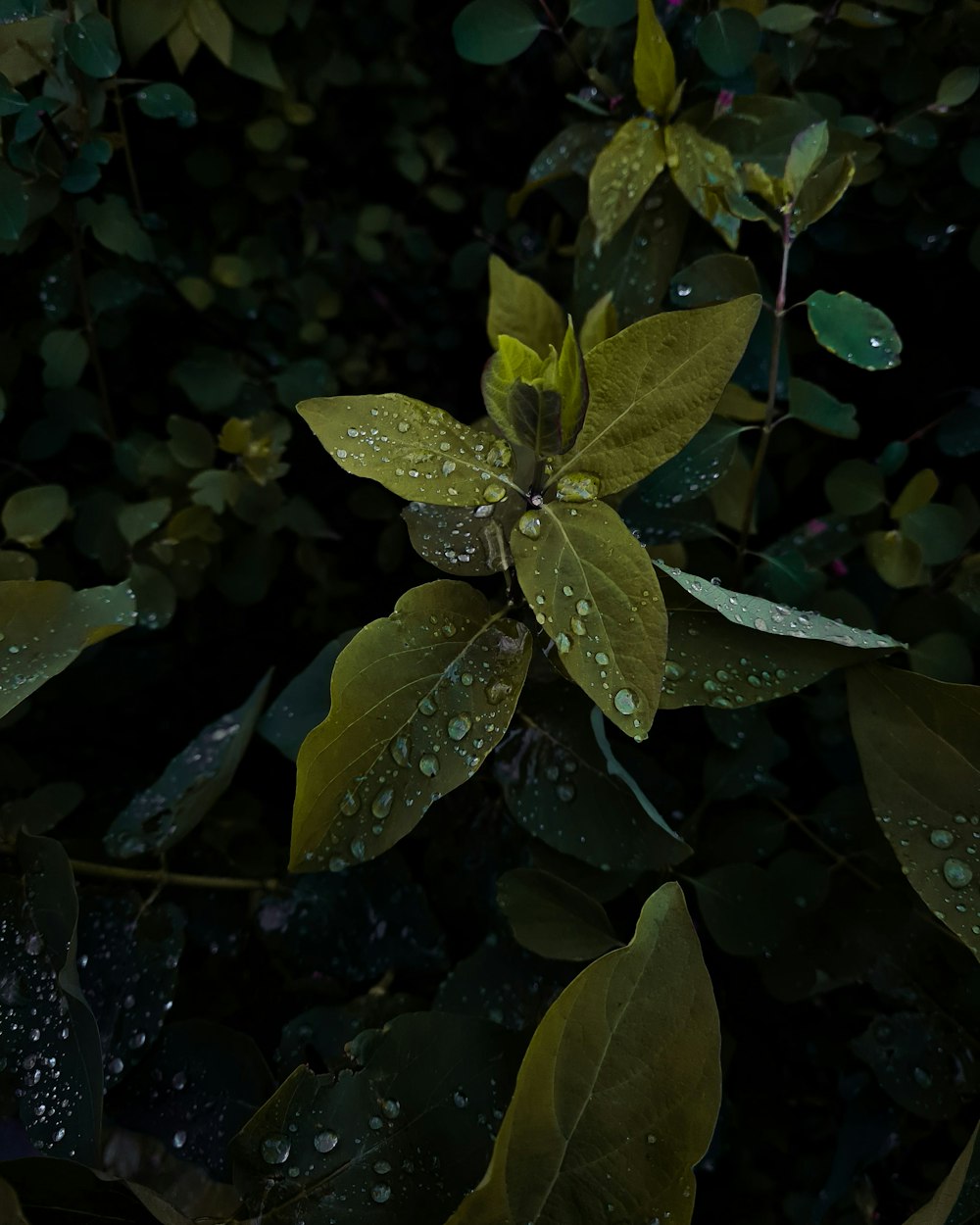 green leaves with water droplets