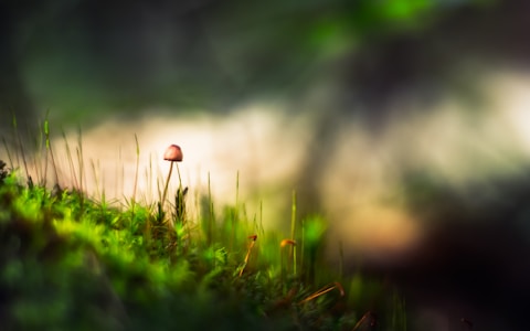 A small mushroom grows on a lush, green forest floor surrounded by delicate grass and moss. The background is blurred, creating a dreamy and serene atmosphere with soft lighting that highlights the mushroom's cap.