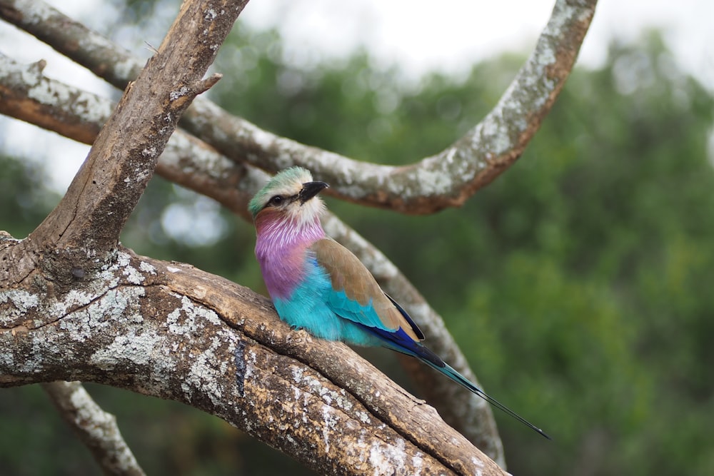 blue and green bird on brown tree branch during daytime