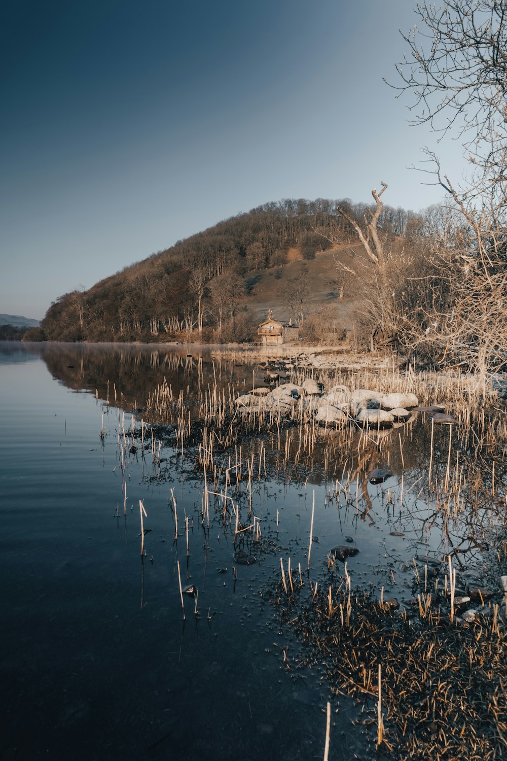 brown grass on body of water during daytime