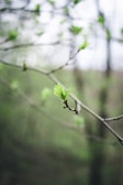 A close-up of a tree branch with fresh green leaves beginning to unfold against a softly blurred background, signaling the arrival of spring.