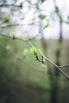 A close-up of a tree branch with fresh green leaves beginning to unfold against a softly blurred background, signaling the arrival of spring.