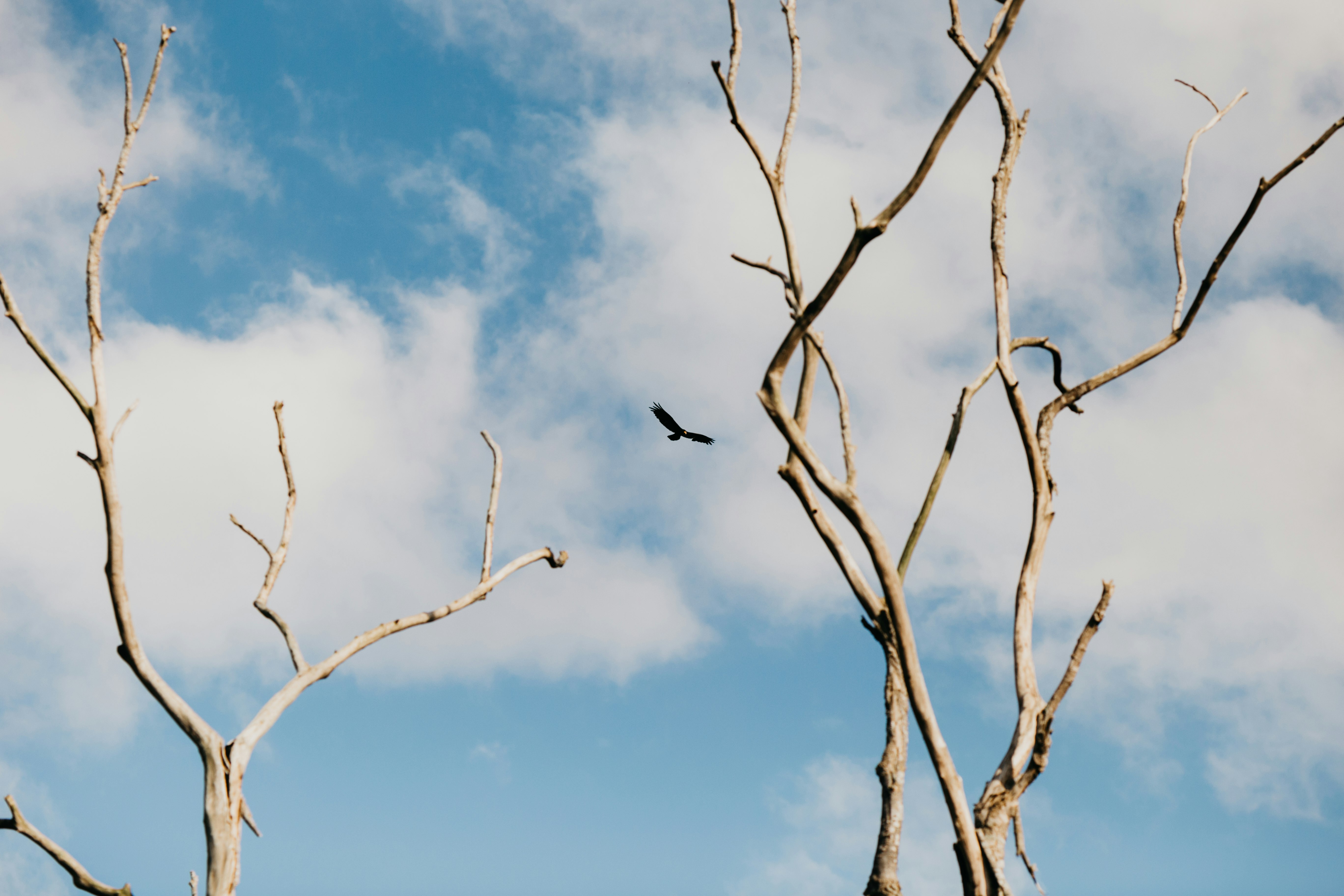 black bird on brown tree branch during daytime