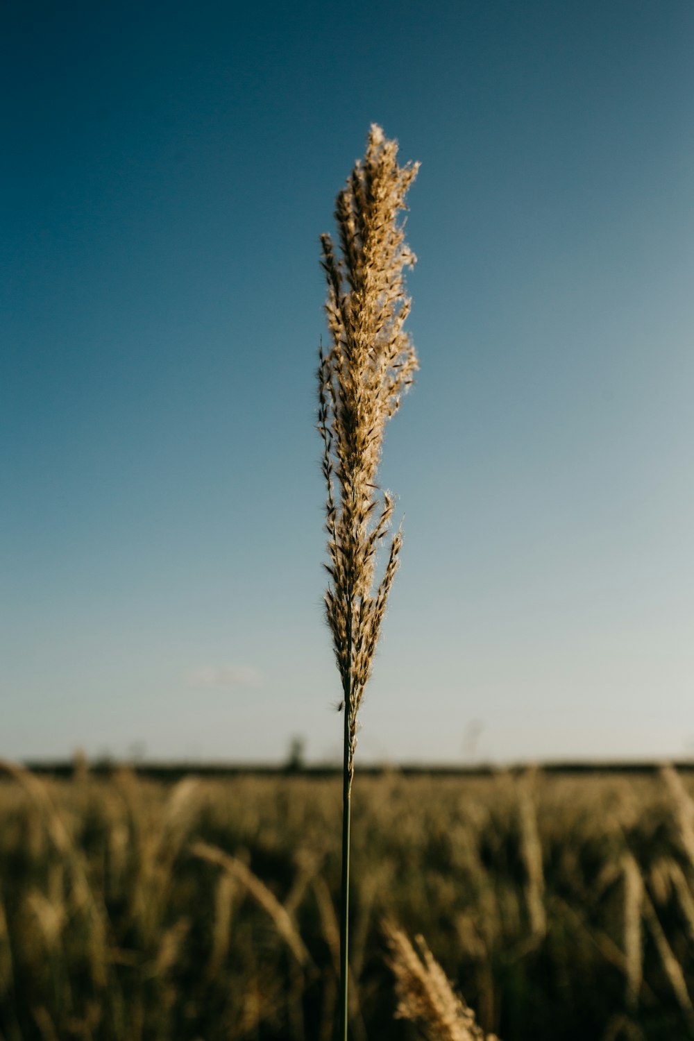 brown plant under blue sky during daytime