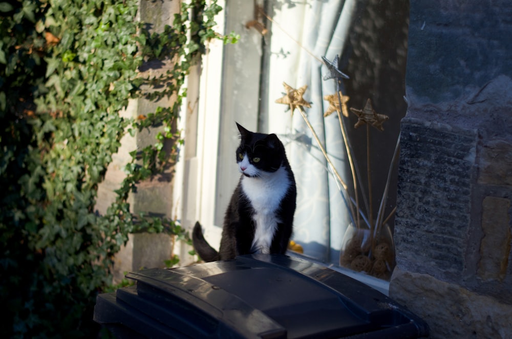 tuxedo cat on black plastic container