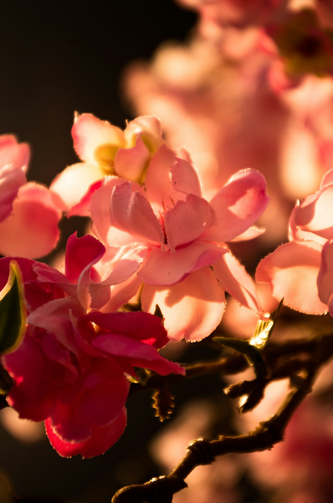 pink and white flowers in tilt shift lens