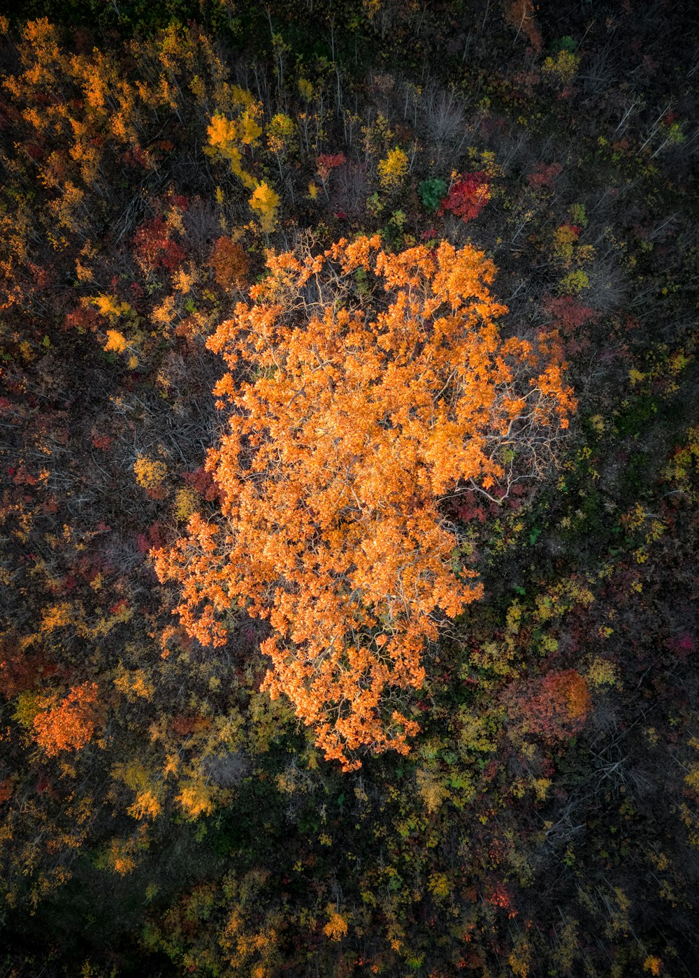 gelbe und rote Ahornblätter