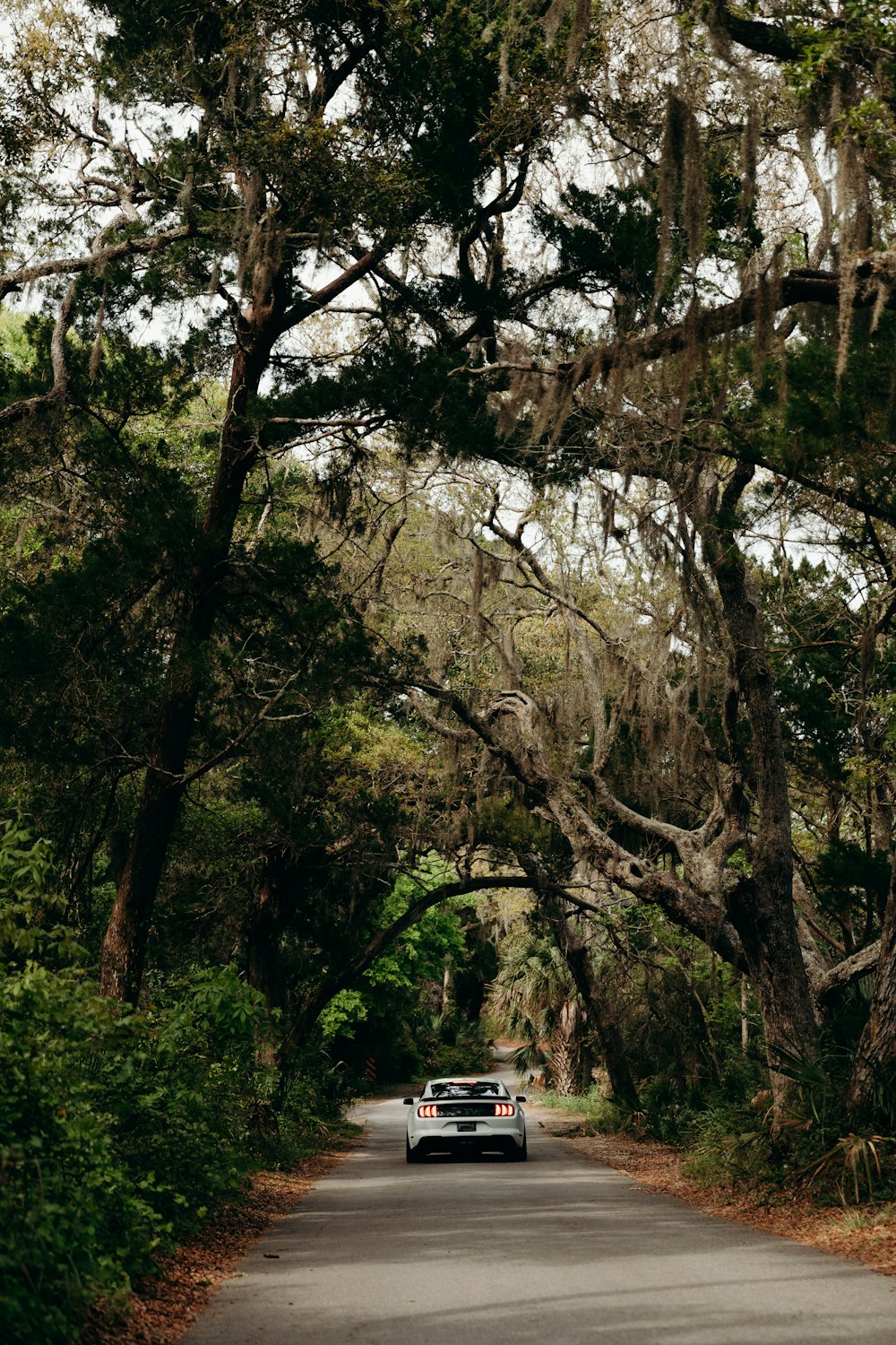 white van parked near green trees during daytime