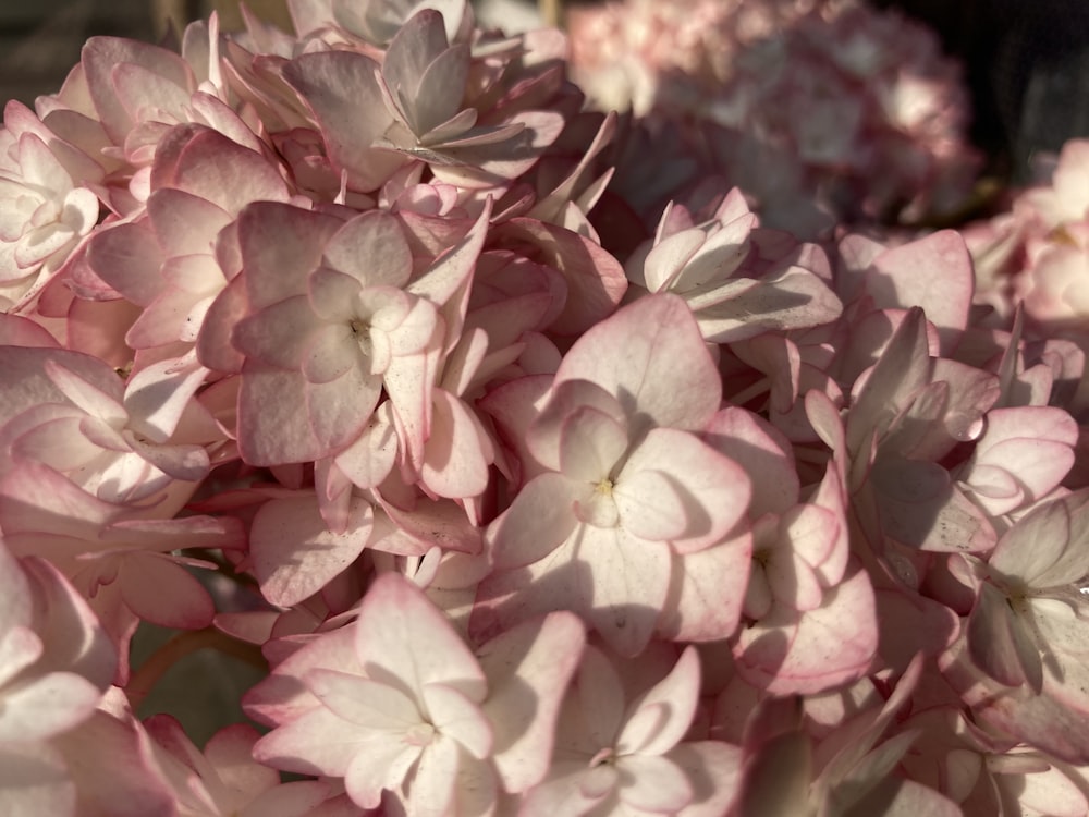 pink and white flowers in tilt shift lens