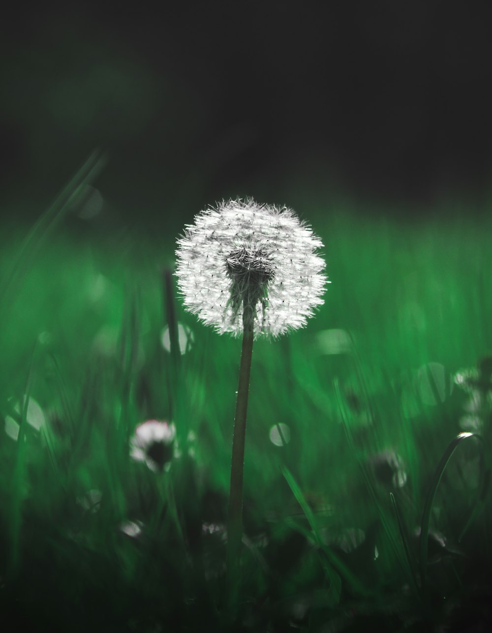 white dandelion in close up photography