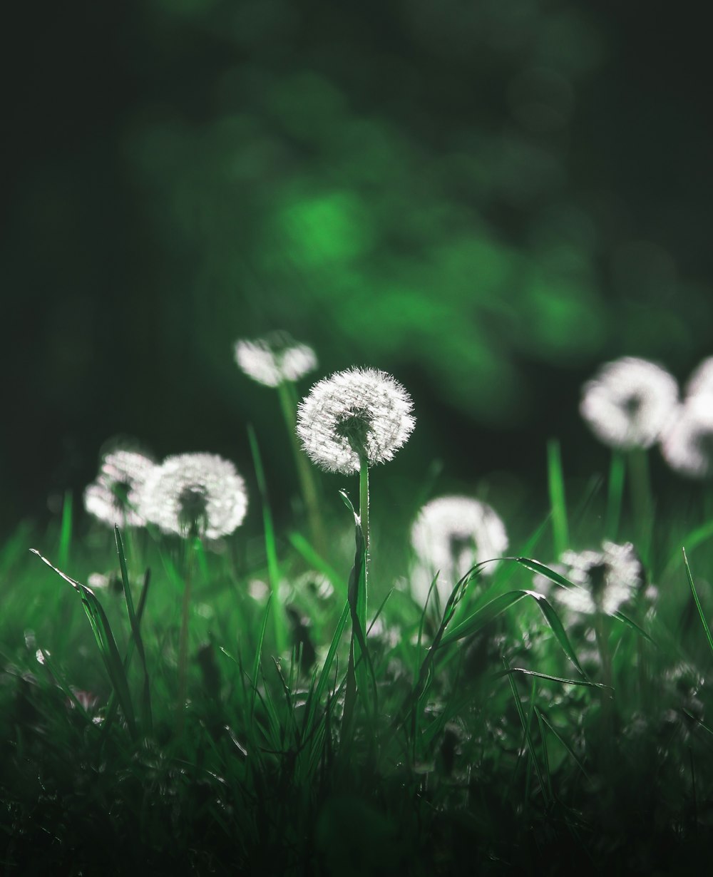 white flowers on green grass