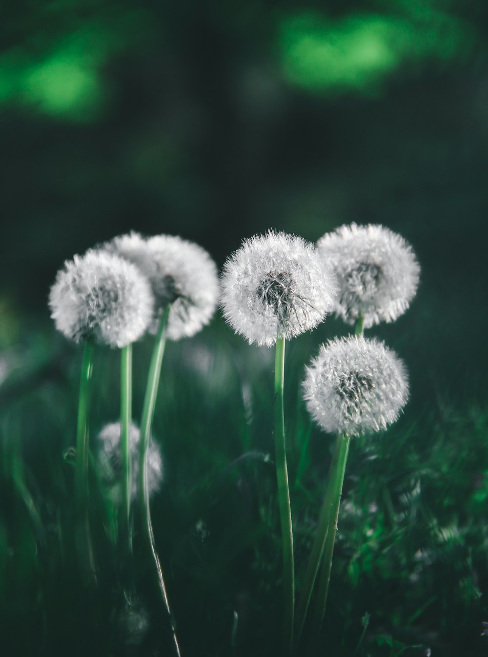 white dandelion in close up photography