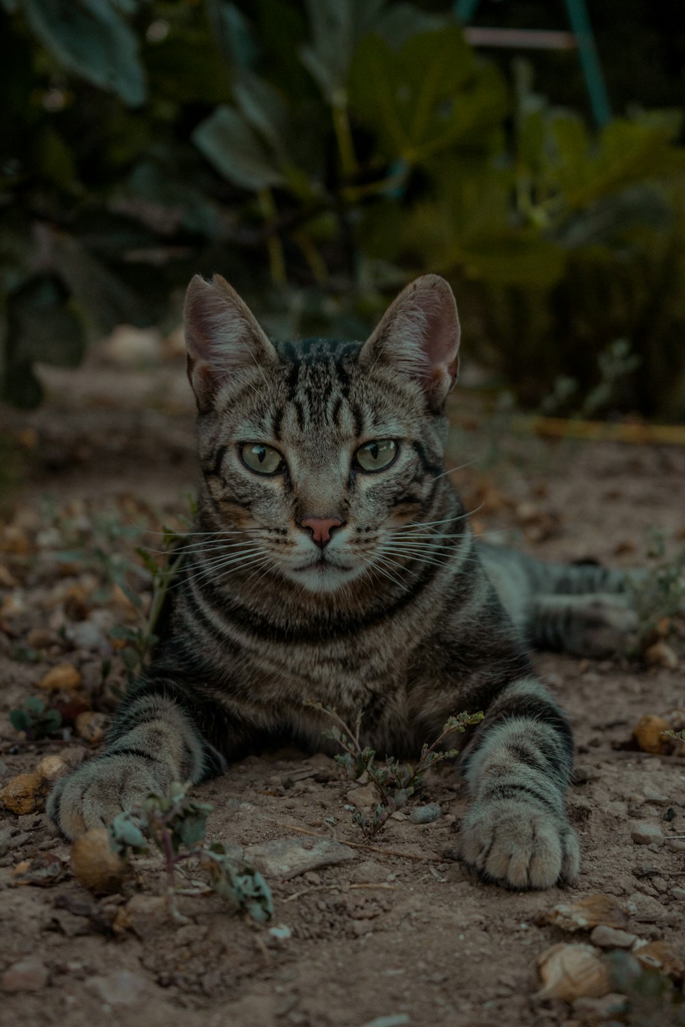 brown tabby cat lying on ground