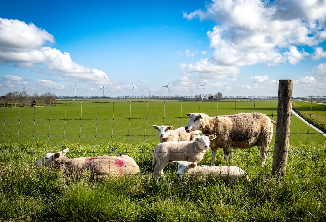 white and brown sheep on green grass field during daytime