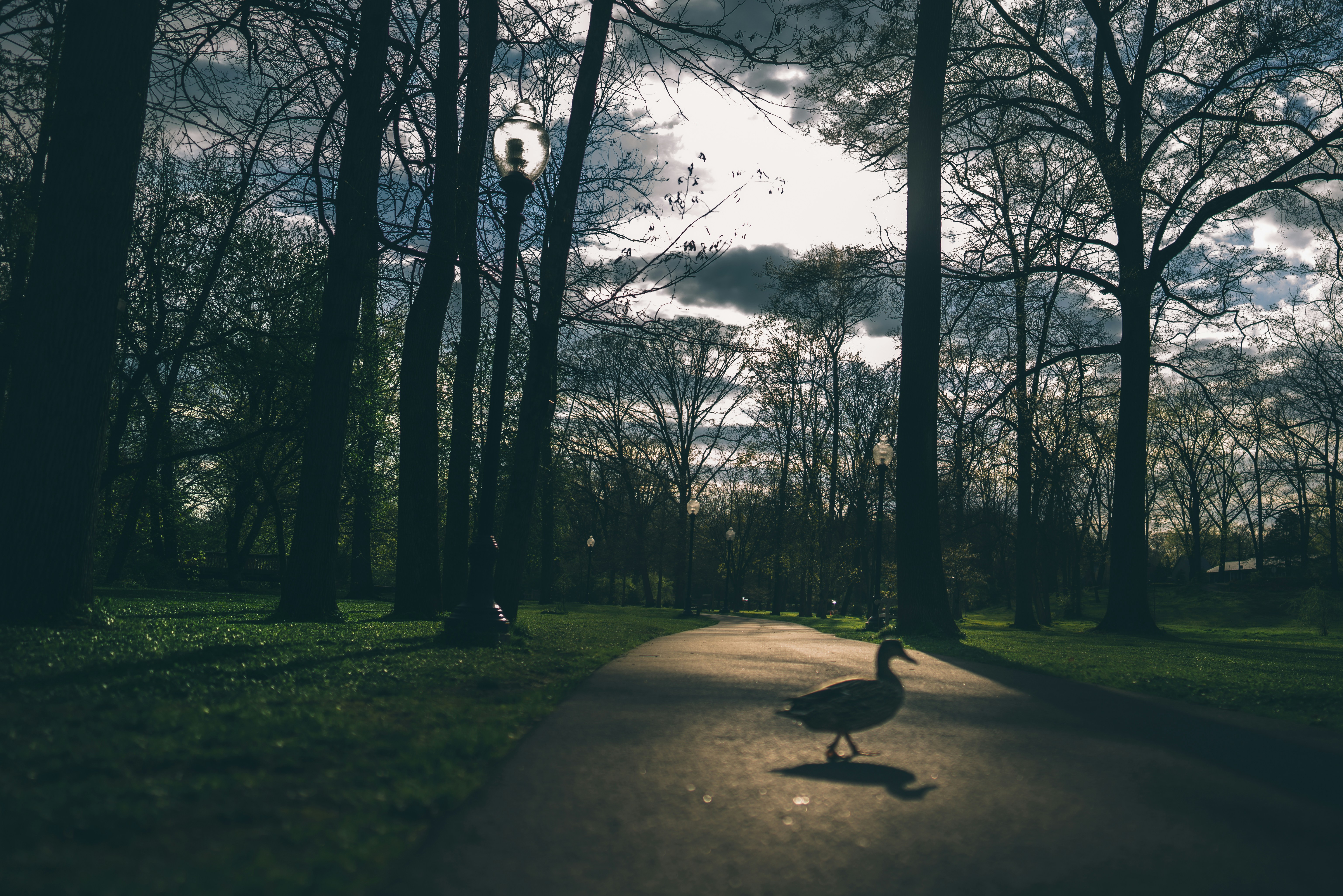 Black bird on gray concrete road during daytime