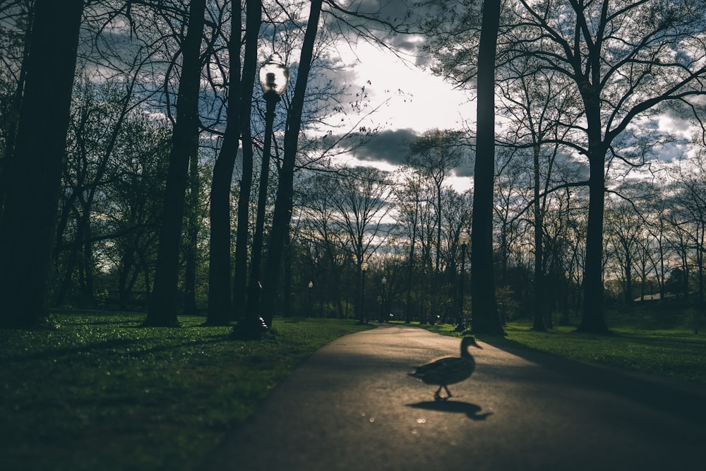 black bird on gray concrete road during daytime