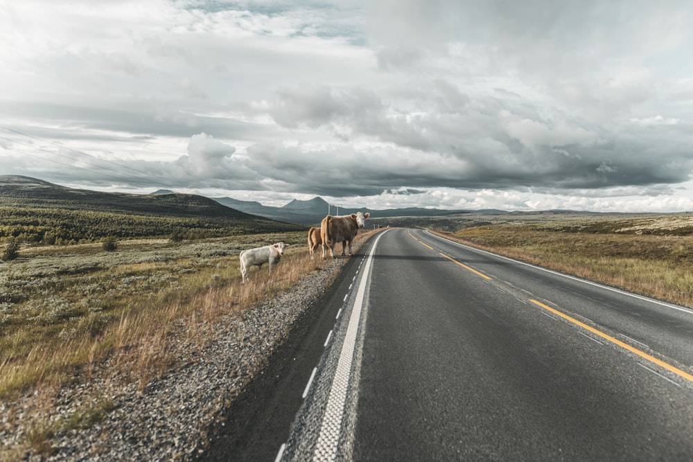 brown horse on gray asphalt road under white clouds during daytime