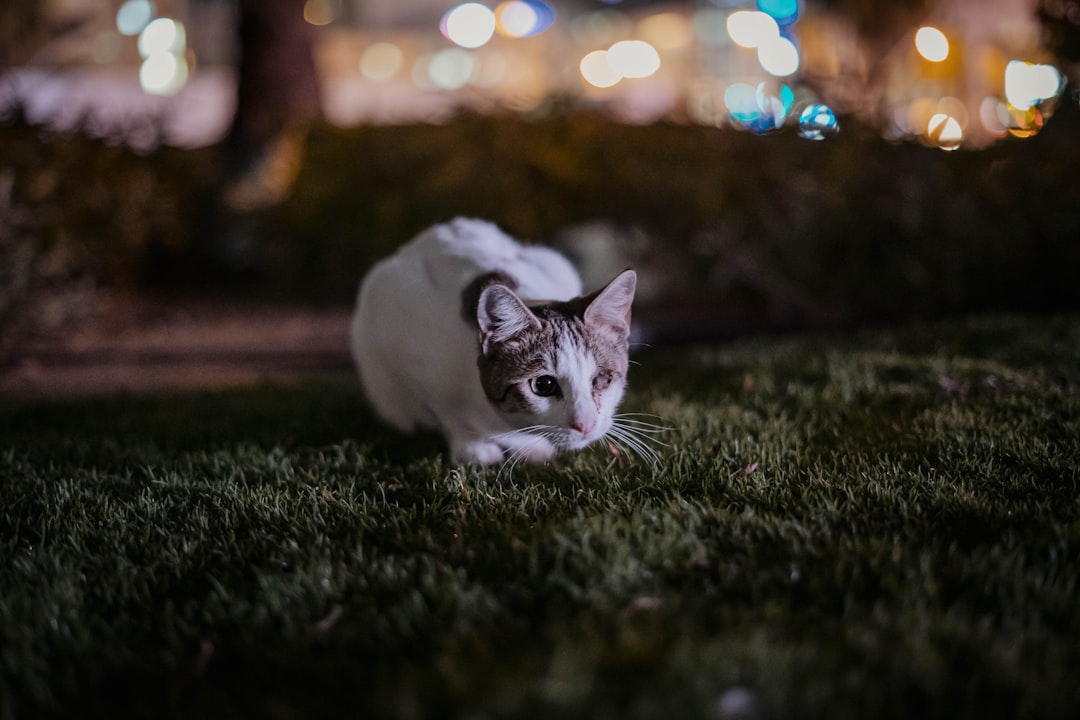 white and gray cat on green grass during daytime