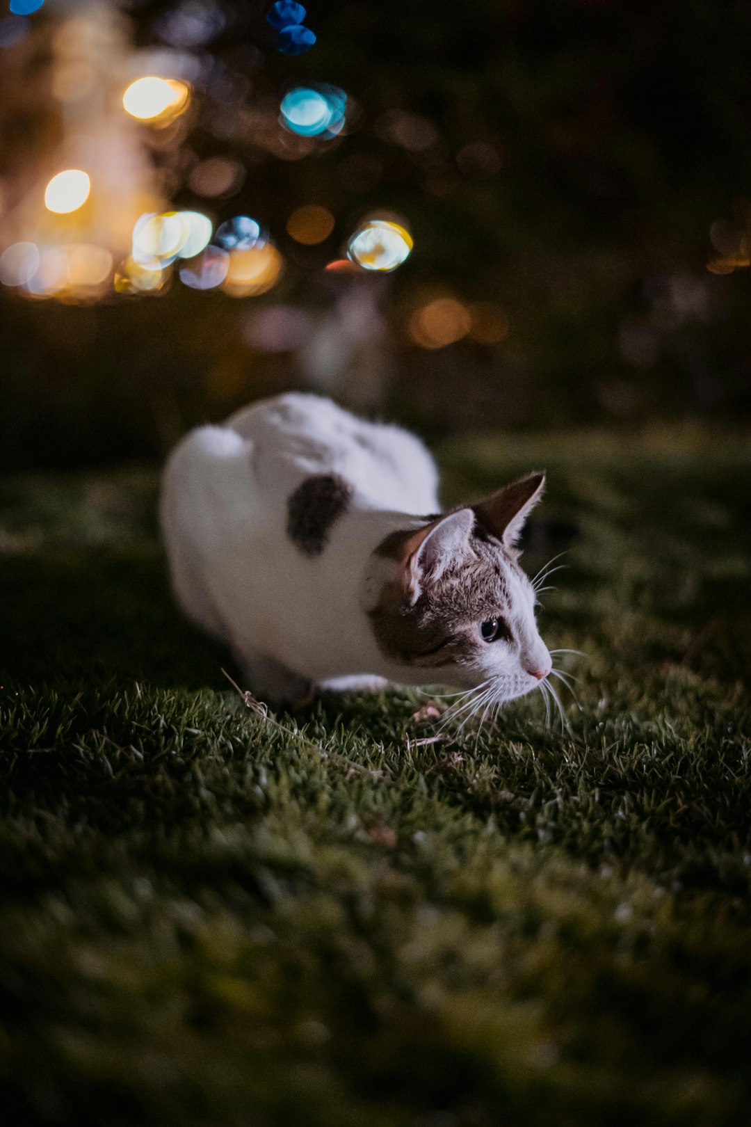 white and black cat on green grass