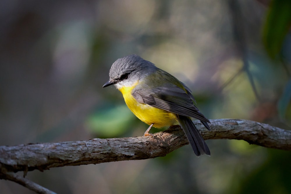 yellow and black bird on brown tree branch