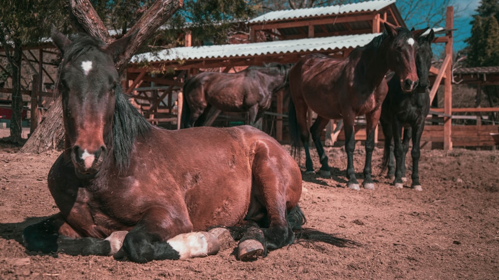 brown horse standing on brown soil during daytime