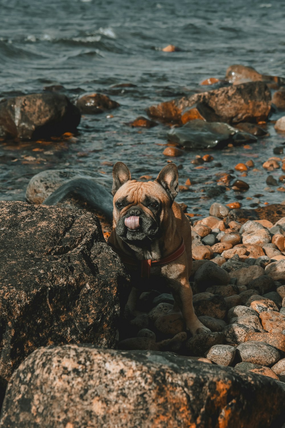 brown short coated dog on rocky shore during daytime