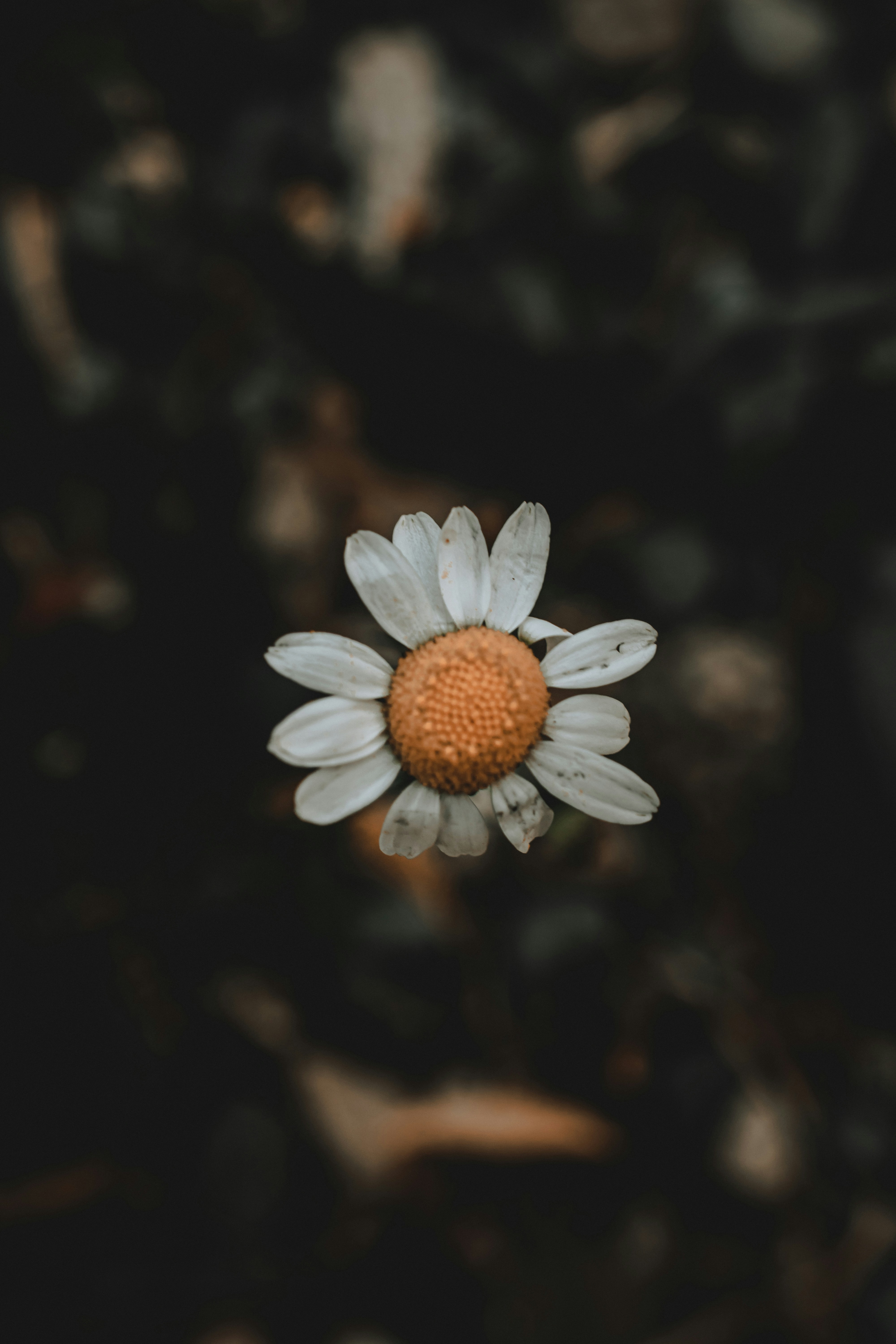 Photo by williamsiann