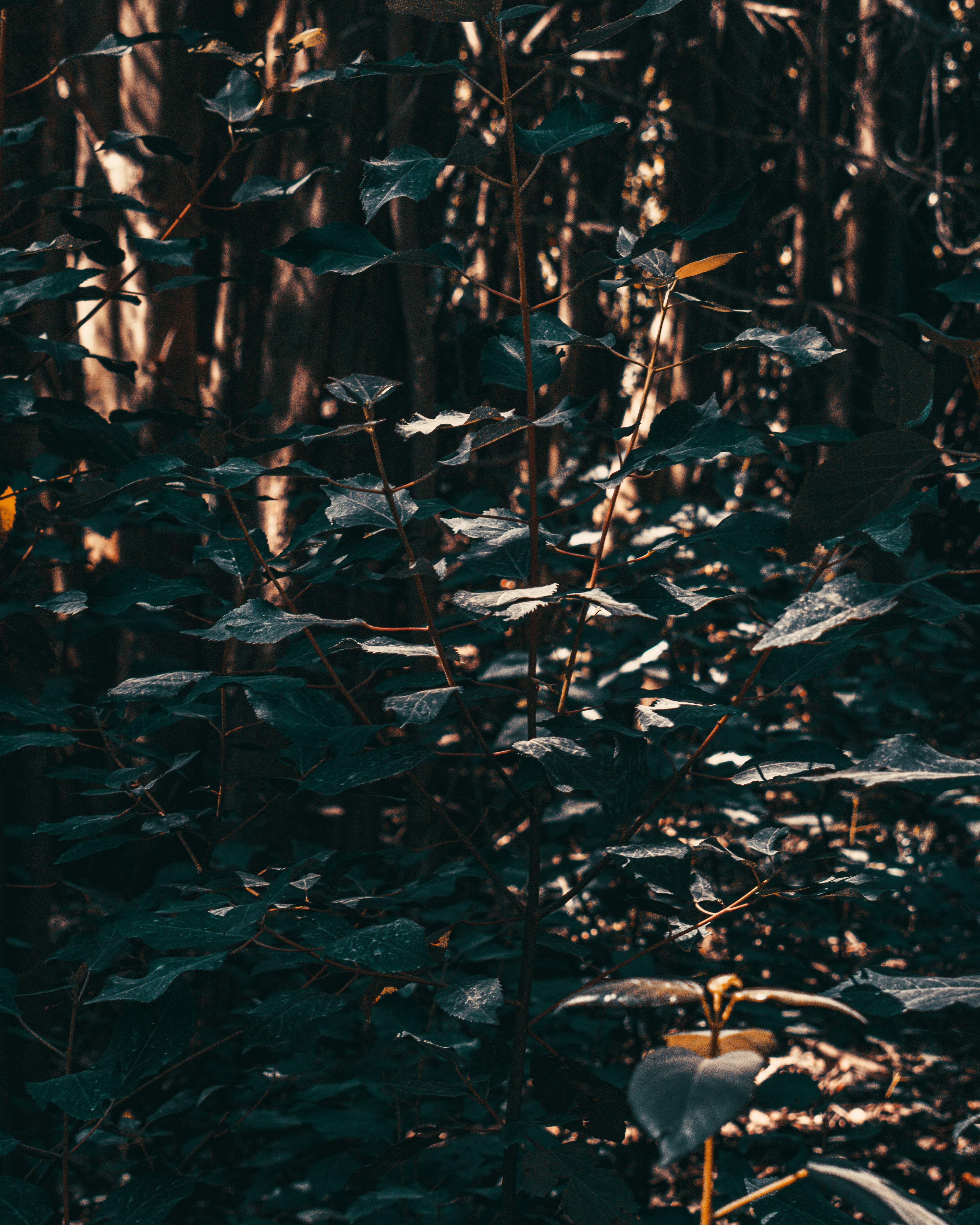 Photo by williamsiann