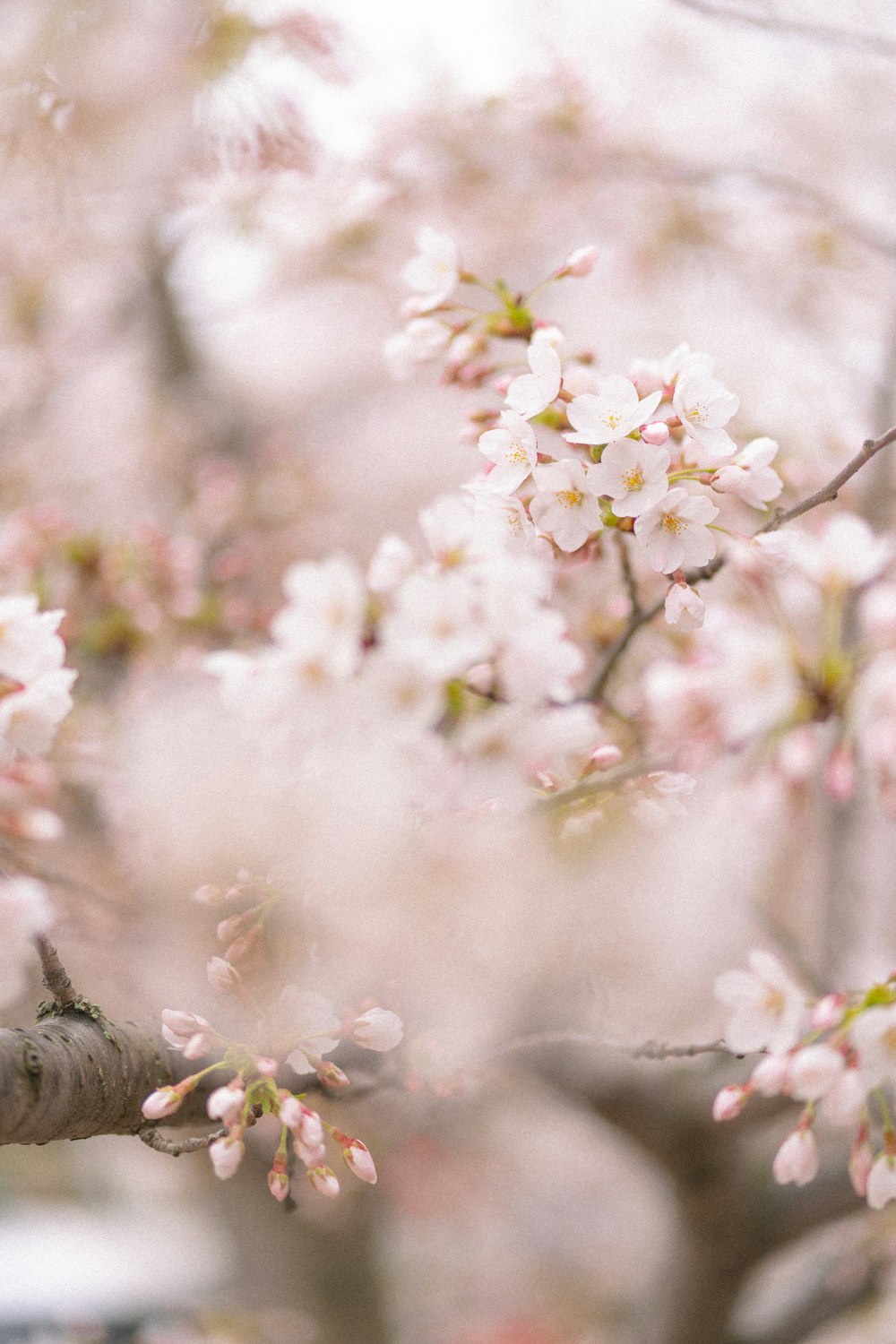 white cherry blossom in close up photography