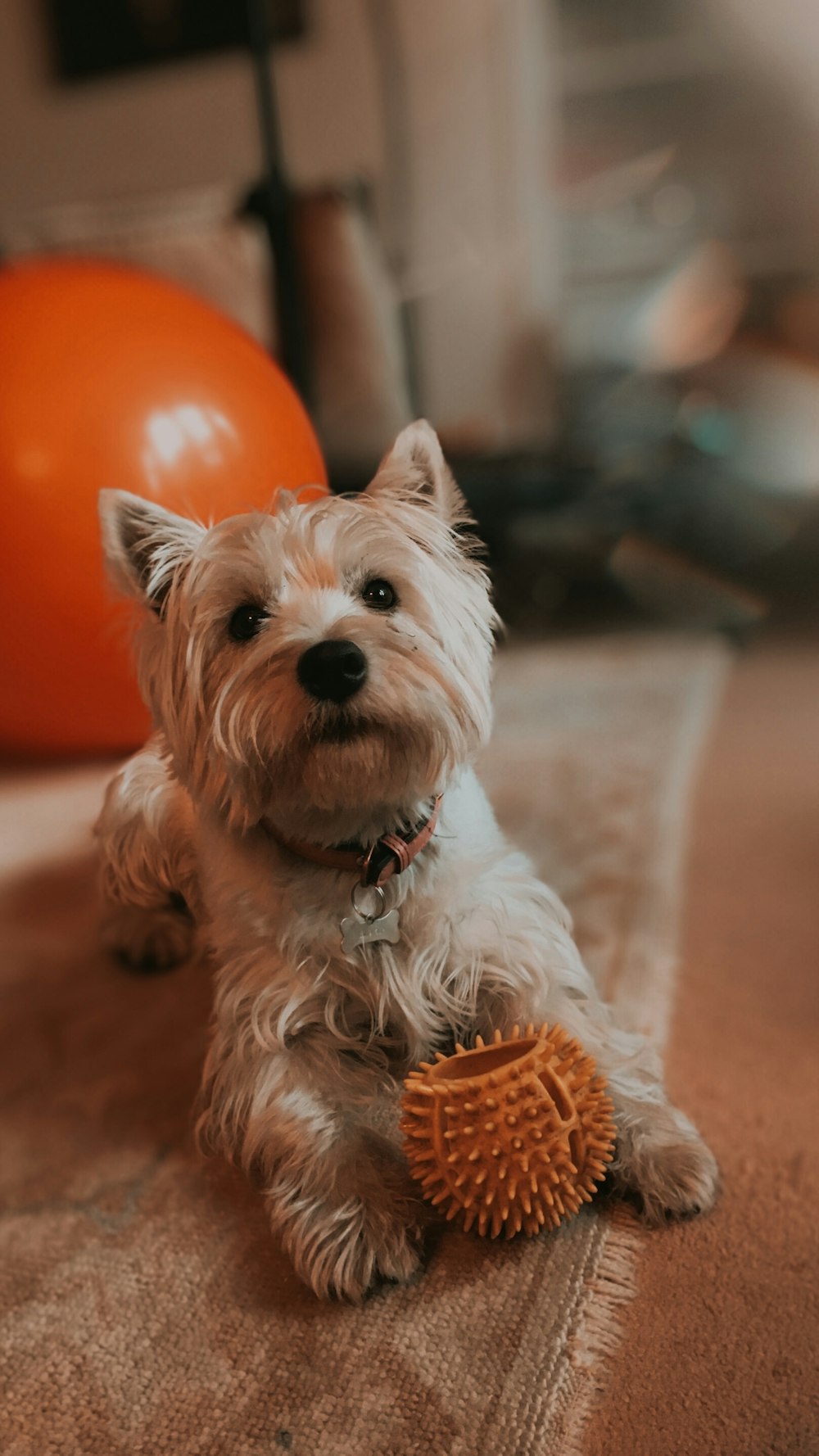 white long coat small dog with orange pumpkin on head