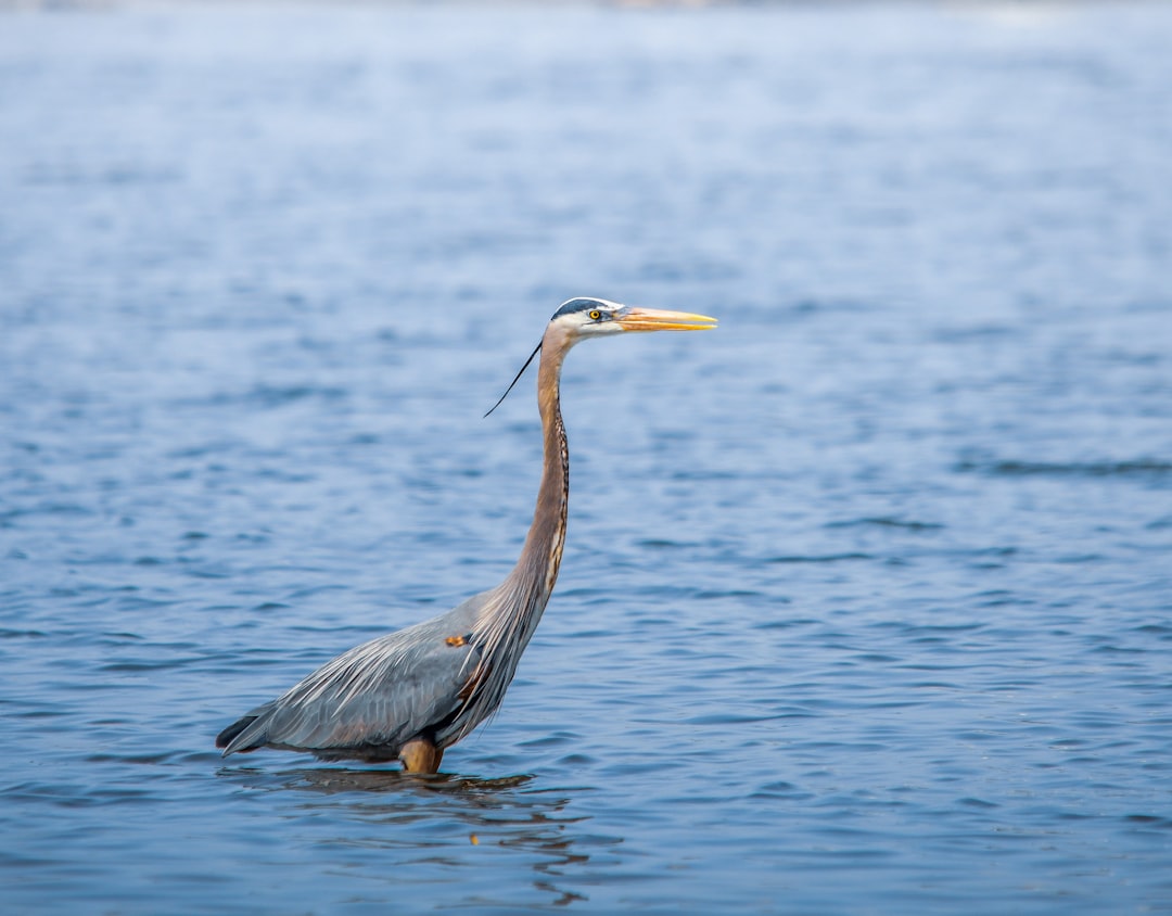 grey heron flying over the sea during daytime