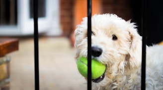 A fluffy white dog is holding a bright green tennis ball in its mouth, peering through black metal bars. The background is slightly blurred, featuring a patio area and a brick wall.