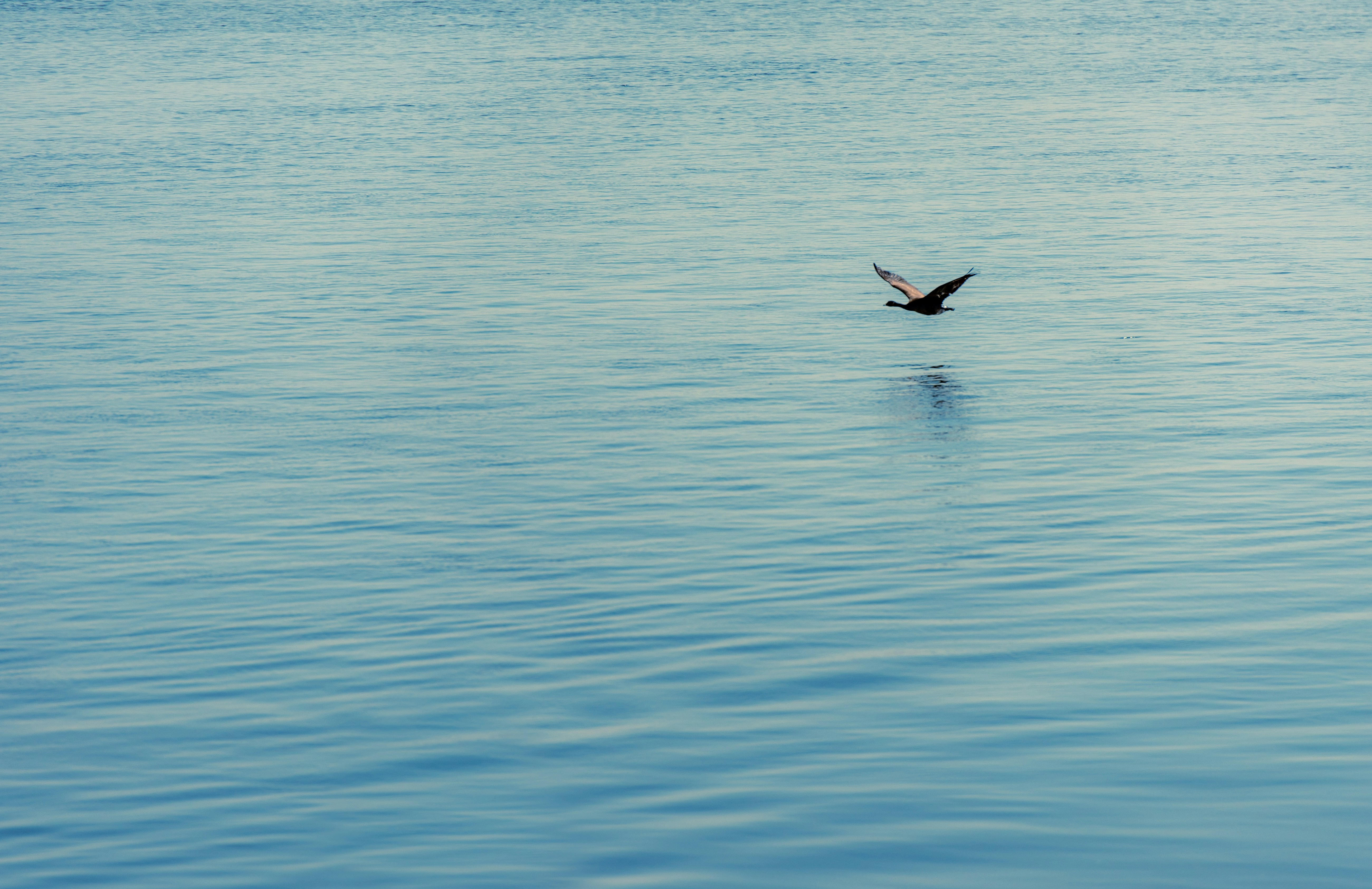 uccello che sorvola il mare durante il giorno