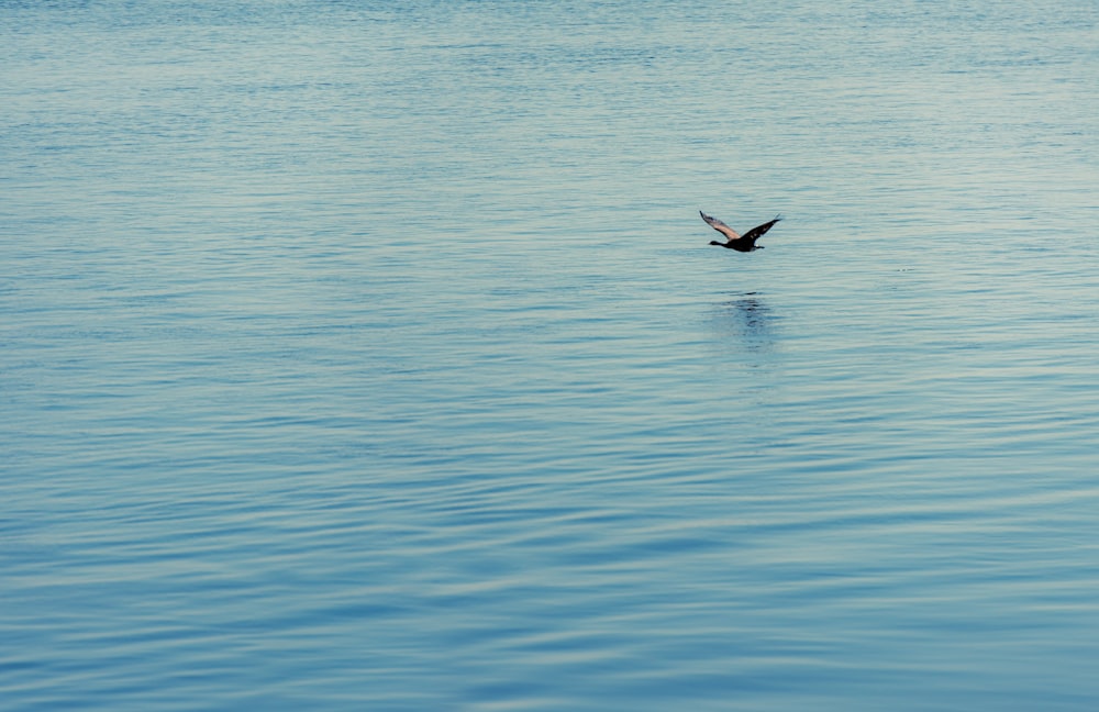 bird flying over the sea during daytime