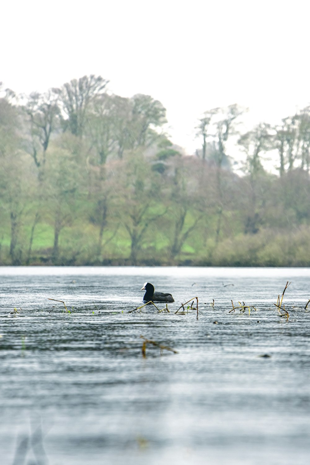 black duck on water during daytime