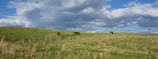 Rolling grassy hills with a few brown and tan horses grazing. A fence runs diagonally across the landscape under a sky filled with large, fluffy clouds.