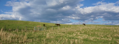 Rolling grassy hills with a few brown and tan horses grazing. A fence runs diagonally across the landscape under a sky filled with large, fluffy clouds.