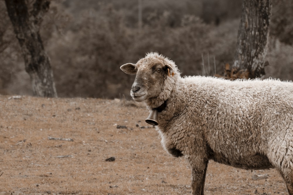昼間の茶色の野原に白い羊