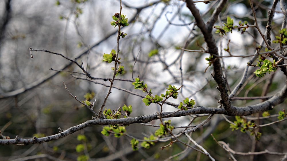 yellow flowers on brown tree branch