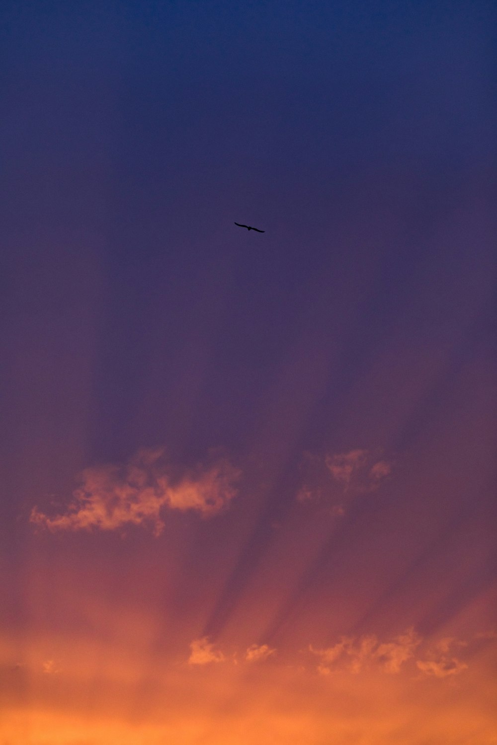 airplane flying in the sky during night time