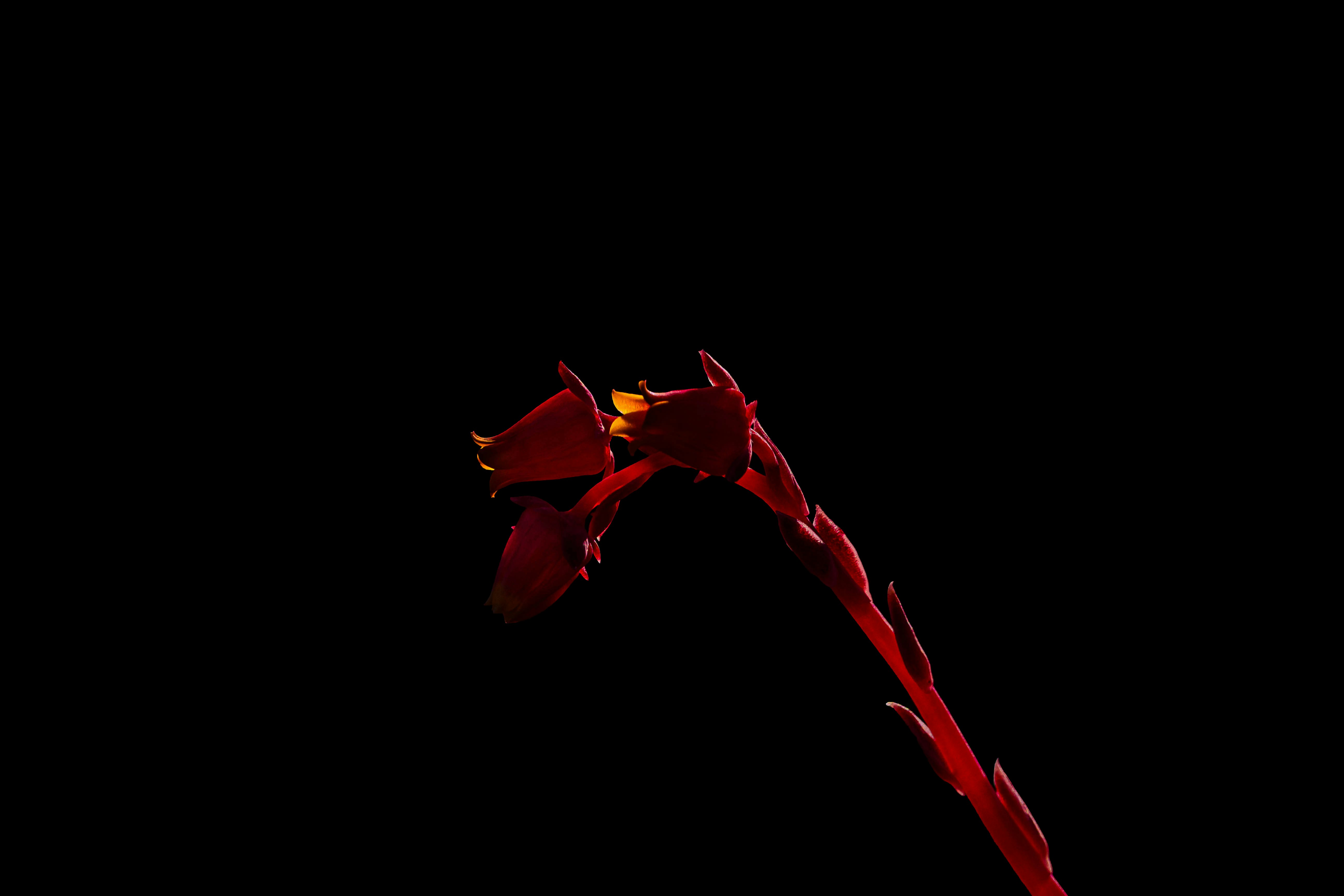 flor roja sobre fondo negro