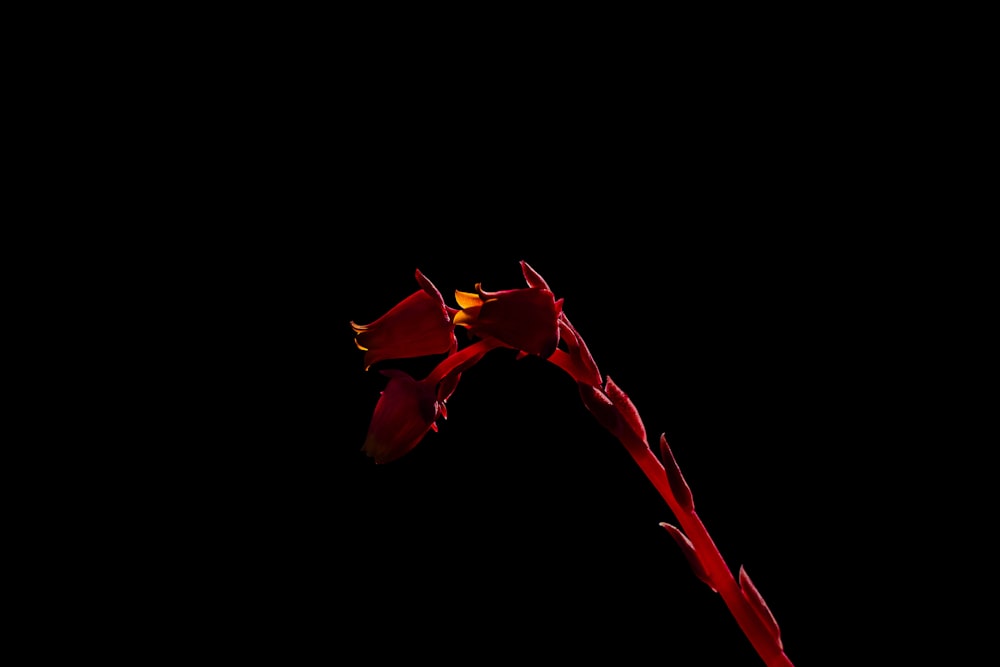 red flower in black background