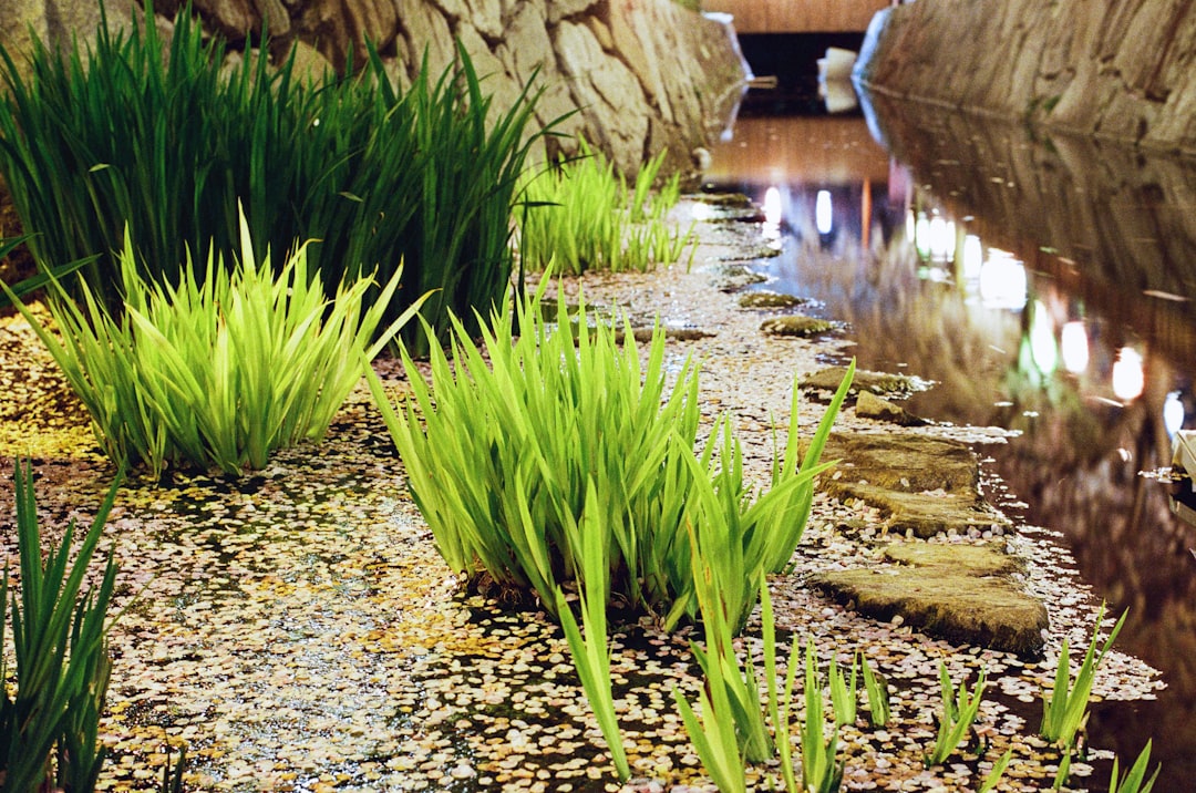 green grass on water during daytime