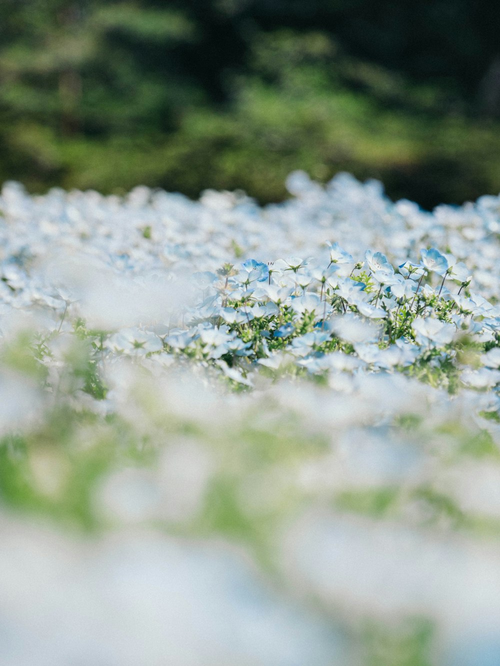 white and blue flower in close up photography during daytime