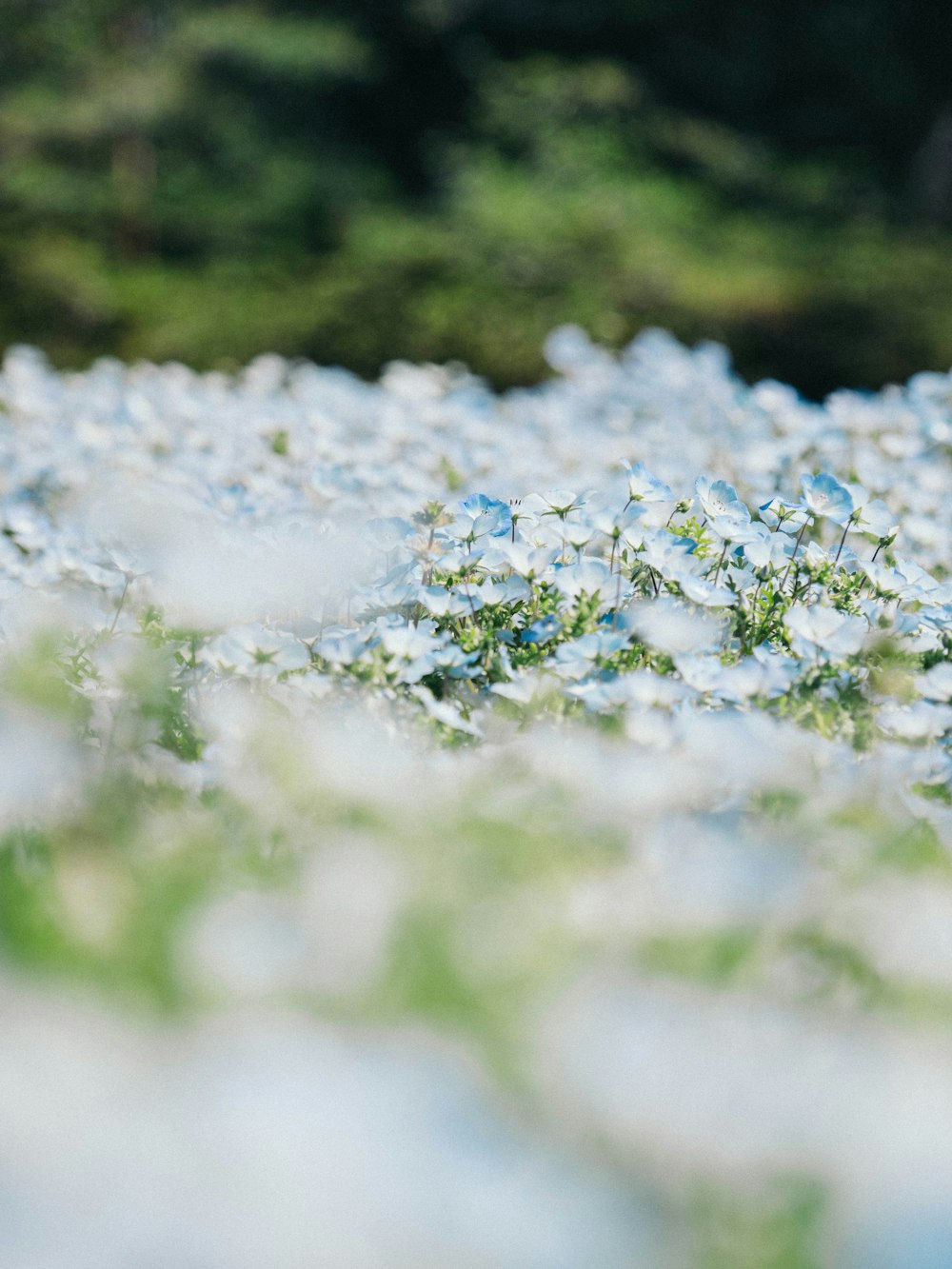 flor branca e azul na fotografia de perto durante o dia