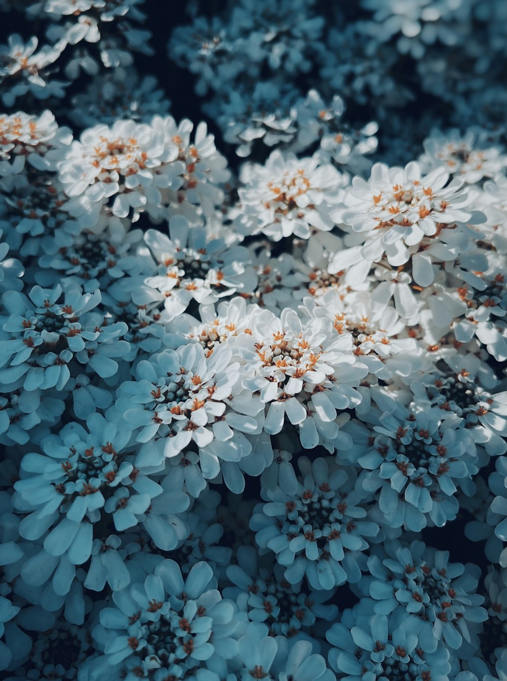 blue flowers with green leaves