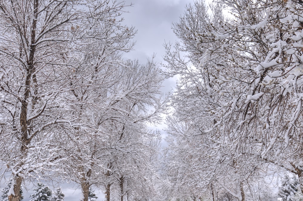 snow covered trees under blue sky during daytime